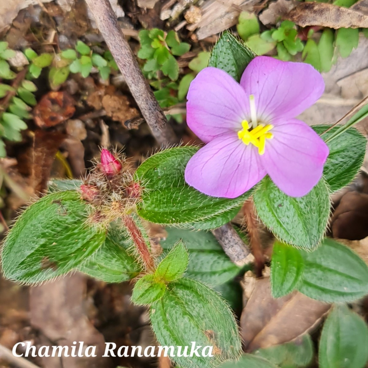 Osbeckia parvifolia Arn.